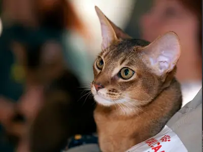 Ruddy Abyssinian with large ears held in someone's arms at a cat show
