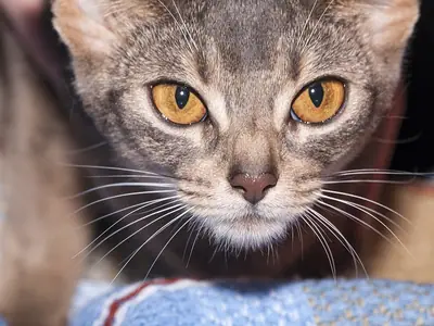 Close-up of a grey-brown Abyssinian with large amber eyes looking straight ahead
