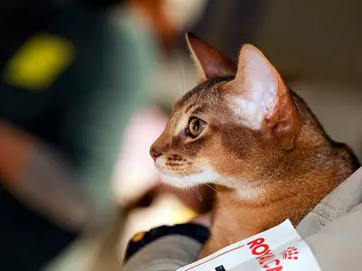 Ruddy Abyssinian in left profile at a cat show