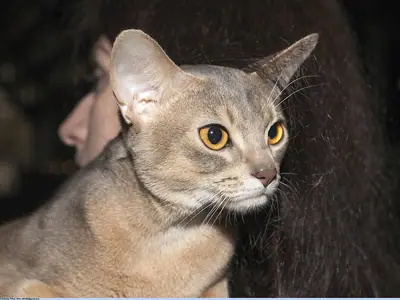 Pale blue Abyssinian looking to the right while being held