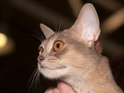 Fawn Abyssinian with orange eyes gazing upward in profile