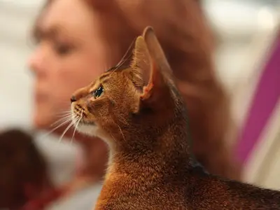 Ruddy Abyssinian in profile, a red-haired woman blurred behind it