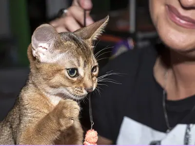 Abyssinian raising a paw at a toy wand held by a smiling person
