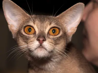 Close-up of a fawn Abyssinian with very large ears and round orange eyes