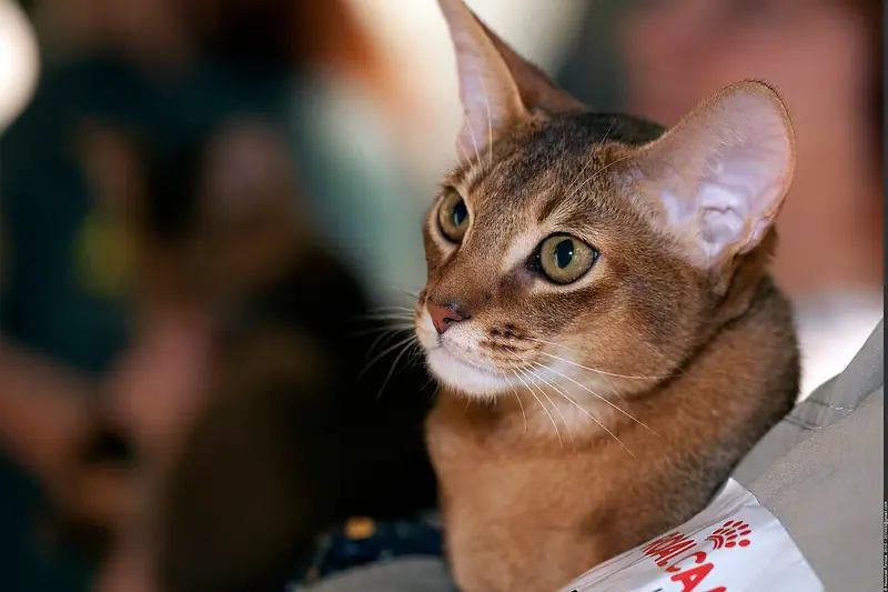 Ruddy Abyssinian with large ears held in someone's arms at a cat show