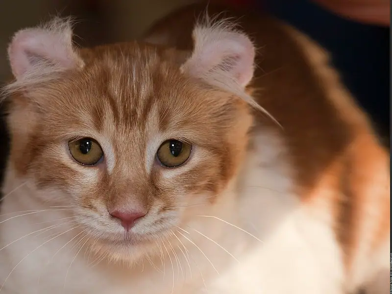 Orange-and-white American Curl with ears curling backward, facing the camera