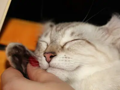 Pale cream tabby American Curl with curled ears, eyes shut as it gets a scratch