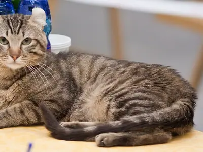 Short-haired brown tabby American Curl lying on a show table, ears curled back