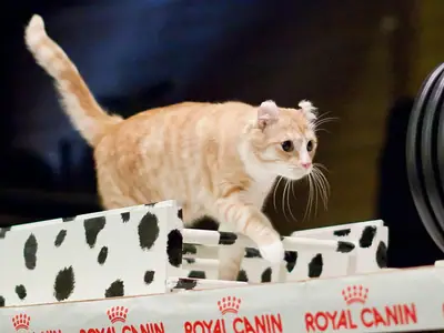Cream American Curl with curled ears clearing an obstacle in a cat agility course