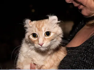 Cream red-point American Curl with backward-curled ears held in someone's arms