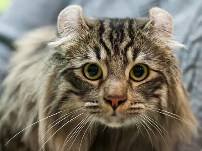 Close-up of a long-haired brown tabby American Curl with curled ears and green-gold eyes