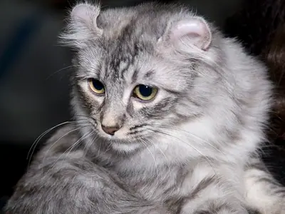 Silver tabby American Curl with ears curled back, gazing down