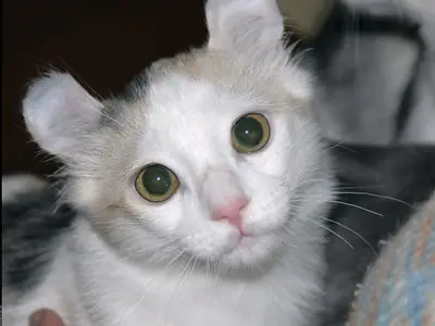 White-and-grey American Curl kitten with rounded curled ears and big eyes