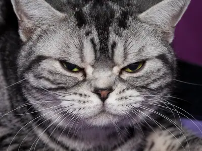 Silver classic tabby American Shorthair lying down, eyes narrowed, facing the camera