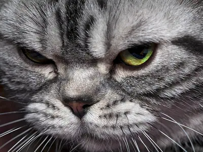 Close-up of a silver tabby American Shorthair with narrowed green eyes