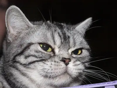 Silver tabby American Shorthair raising its head over the edge of a purple cushion