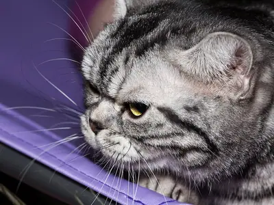 Silver tabby American Shorthair resting its chin, looking to the left