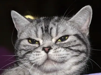 Silver tabby American Shorthair with yellow-green eyes against a dark background