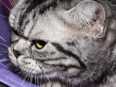 Tight close-up of a silver tabby American Shorthair lying on a purple cushion