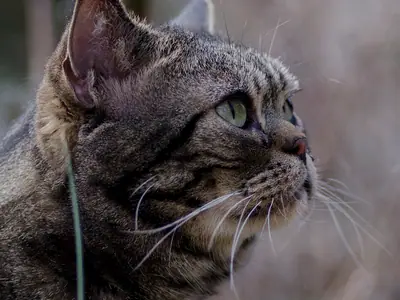 Brown classic tabby American Shorthair in profile outdoors in a garden