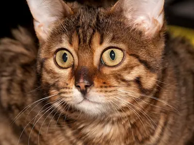 Close-up of a brown spotted Bengal with large green eyes looking straight ahead