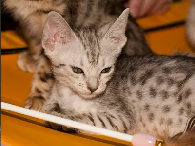 Silver spotted Bengal kitten looking up at the camera beside a toy wand