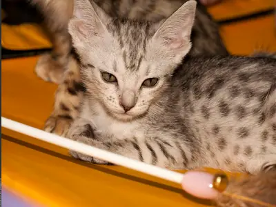 Silver Bengal kitten with black spots lying on an orange cushion, glancing aside