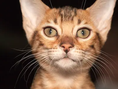 Pale Bengal with light brown markings, big ears and pale eyes looking straight ahead
