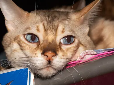 Pale blue-eyed Bengal resting its chin on the edge of a magazine