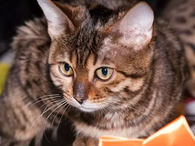 Brown-and-black marbled Bengal lying down, watching intently