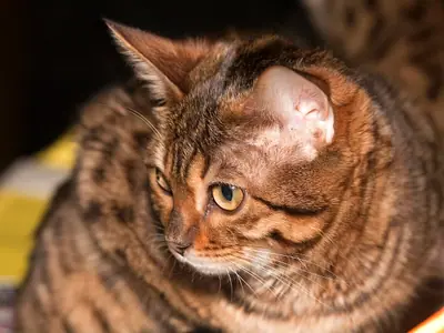 Brown Bengal with bold markings in profile, looking down against a dark background