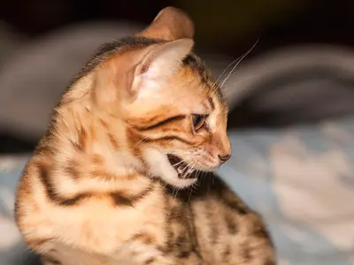 Golden spotted Bengal with its mouth open, turning its head to the right