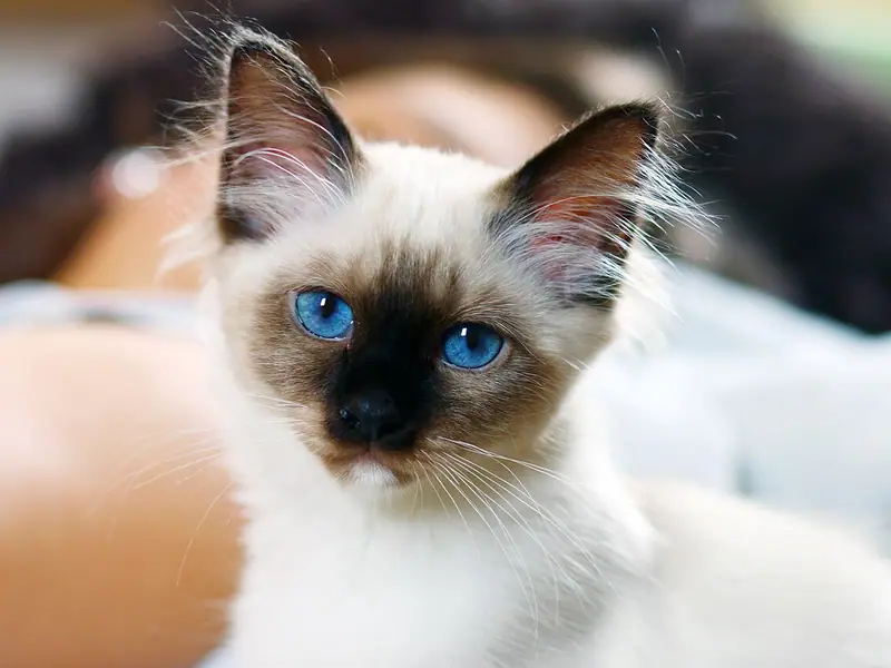 Seal point Birman kitten with vivid blue eyes lying on a light blanket