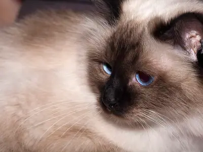 Close-up of a long-haired seal point Birman with blue eyes glancing aside