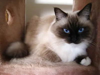 Seal point Birman with blue eyes and white paws lying on a cat tree