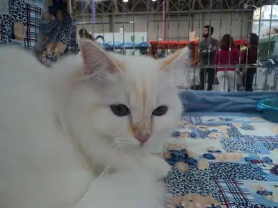 Long-haired cream cat with red points lying on a patterned blanket at a show
