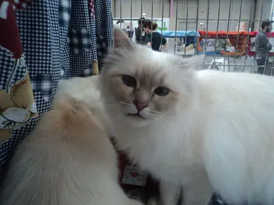 Long-haired cream cat lying in a show cage, looking at the camera