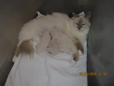 Birman mother lying in a nest while her kittens nurse