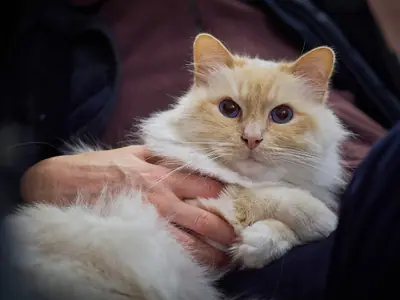 Fluffy cream Birman with red points and blue eyes held in someone's arms