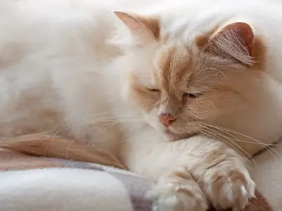 Long-haired cream Birman asleep on a blanket, white paws stretched out