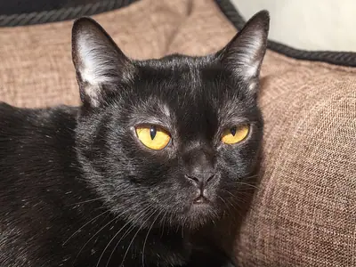 Glossy jet-black Bombay with copper-gold eyes lying on a brown fabric cushion