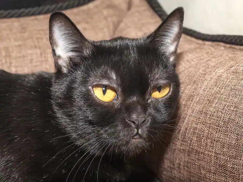 Glossy jet-black Bombay with copper-gold eyes lying on a brown fabric cushion