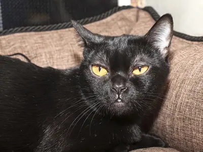 Black Bombay with narrowed yellow eyes resting against a fabric cushion