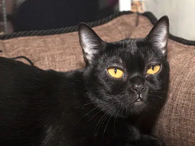 Shiny black Bombay facing the camera with round copper eyes