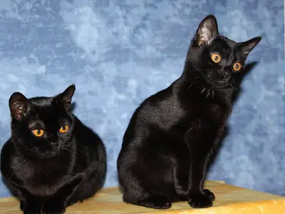 Two black Bombay cats with amber eyes, one sitting, one standing, on a blue backdrop