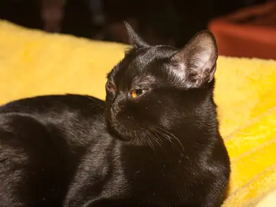 Black Bombay lying on a yellow blanket, turning to look right