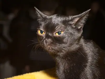 Black Bombay with upright ears and copper eyes against a dark background