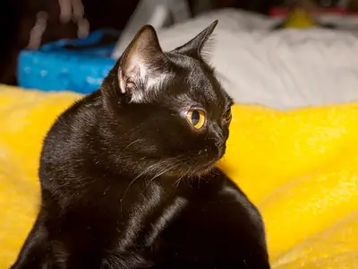 Black Bombay sitting on a yellow blanket, gazing to the right