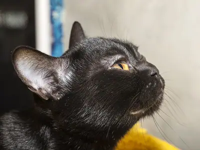 Black Bombay in profile looking upward, its sleek face fur catching the light