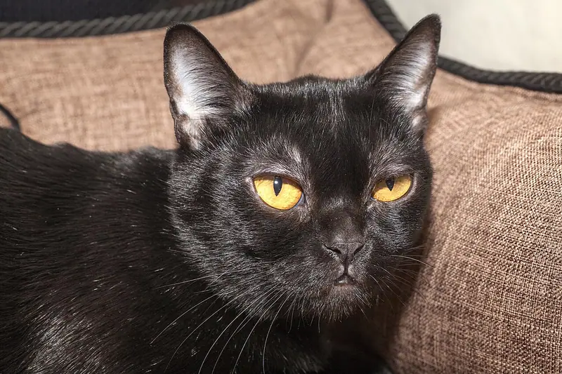 Glossy jet-black Bombay with copper-gold eyes lying on a brown fabric cushion